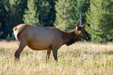 The elk (Cervus canadensis), or wapiti, is the second largest species within the deer family, Cervidae, Madison River West Entrance Road, Yellowstone National Park, Wyoming