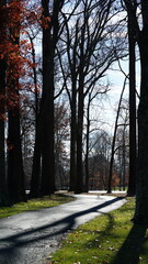 The colorful forest view in the natural park in autumn