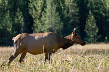 Fototapeta premium The elk (Cervus canadensis), or wapiti, is the second largest species within the deer family, Cervidae, Madison River West Entrance Road, Yellowstone National Park, Wyoming