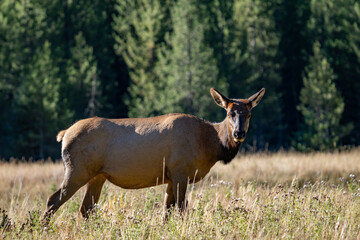 The elk (Cervus canadensis), or wapiti, is the second largest species within the deer family, Cervidae, Madison River West Entrance Road, Yellowstone National Park, Wyoming