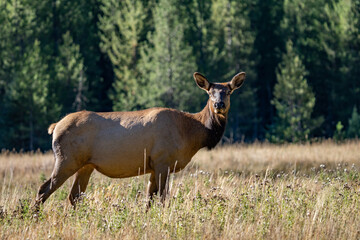 The elk (Cervus canadensis), or wapiti, is the second largest species within the deer family, Cervidae, Madison River West Entrance Road, Yellowstone National Park, Wyoming