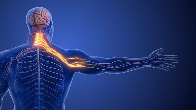 Cervical Spine Nerve Compression Causing Radiculopathy