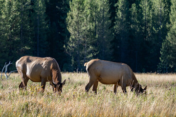 Obraz premium The elk (Cervus canadensis), or wapiti, is the second largest species within the deer family, Cervidae, Madison River West Entrance Road, Yellowstone National Park, Wyoming