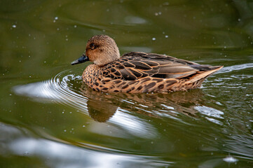 Nahaufnahme einer weiblichen Ente, die auf einem Teich schwimmt