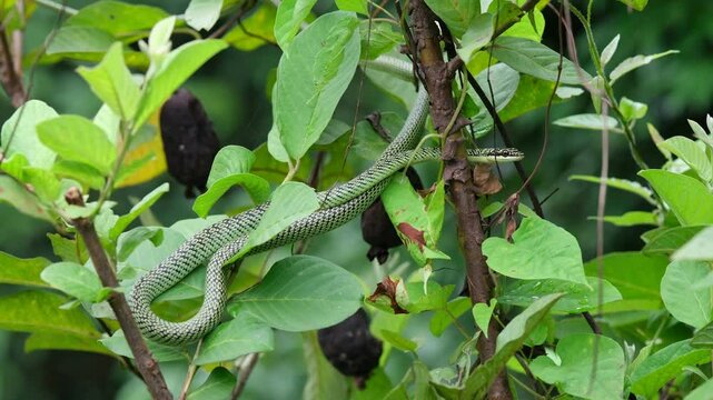 Green snake or (Chrysopelea ornate) perfectly camouflaged in trees