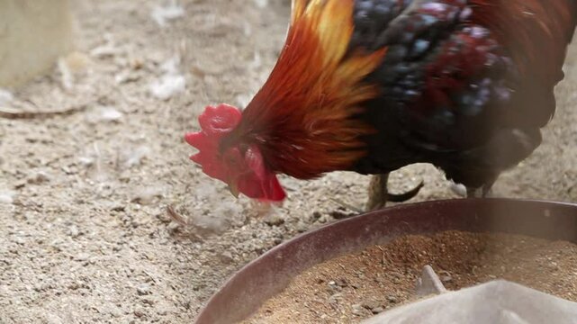 닭장 안에서 모이를 먹는 한국 토종닭