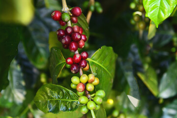 Coffee beans ripening on a tree             