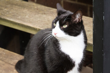 tuxedo cat on steps outdoors