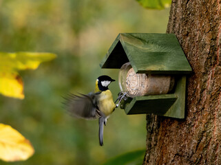 Blue Tit Flew To Feeder In Autumn Forest