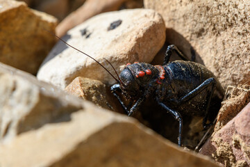 Close-up shot of Eugaster guyoni
