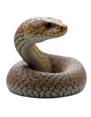 Obraz premium animal portrait on transparent background. Generative ai.