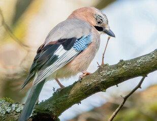 Eichelhäher im Baum