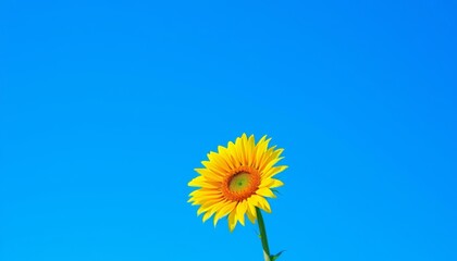 Fototapeta premium Vibrant Sunflower Against Clear Blue Sky