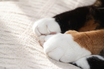 close up of calico cat paws