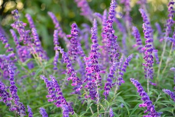 アメジストセージ（サルビア・レウカンサ）