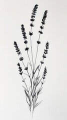 Lavender, detailed hand drawing of the line, botanical flower, medicinal herbs, light clean background. Generative AI