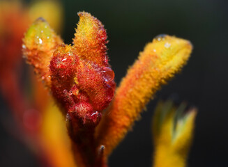 macro of a kangaroo paw flower with raindrops