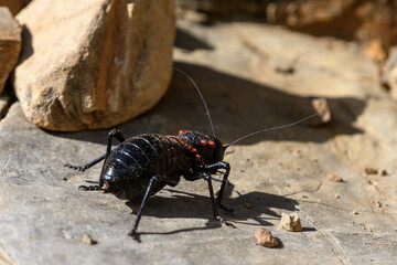 Close-up shot of Eugaster guyoni
