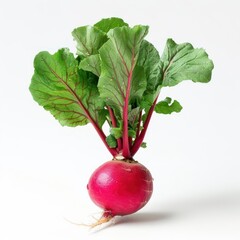 A close-up photograph of a radish plant showing its root and leafy greens,