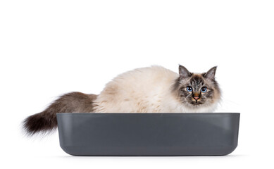Handsome young adult Sacred Birman cat, sitting in grey open litterbox doing its business. Looking...