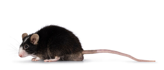 Cute black mouse with white nose, standing side ways. Looking away from camera. Isolated on w hiet...
