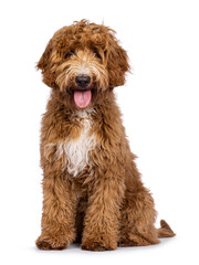 Cute Cobberdog aka Labradoodle dog, sitting up facing front. Looking curious towards camera. isolated on white background. Tongue out.
