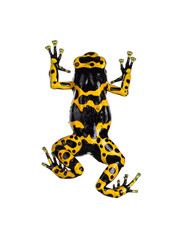 Top view of Colorful Yellow-banded Poison Dart Frog aka Dendrobates leucomelas. Isolated on a white background.
