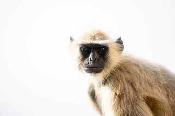 Portrait of Indian Gray langur (Semnopithecus) or Hanuman langur while sitting on the rallying of building.