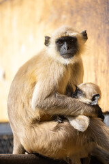 Indian Gray langur (Semnopithecus) or Hanuman langur female breast feeding baby langur or infant on the building.