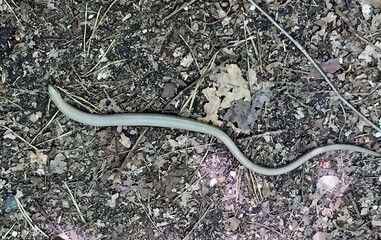 es raschelt auf dem Waldboden...