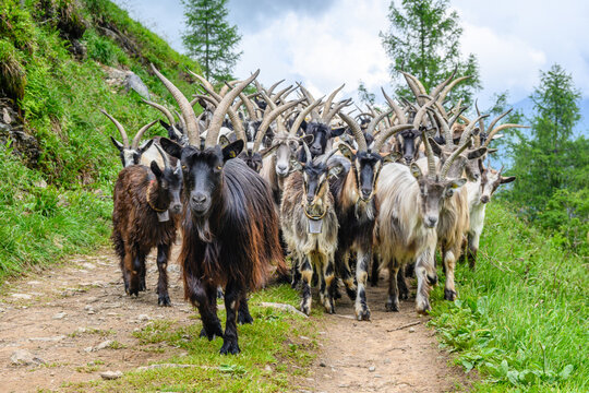 Capre dalle corna lunghe, Italia, e agnellini