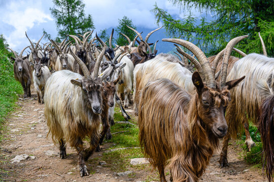 Capre dalle corna lunghe, Italia, e agnellini