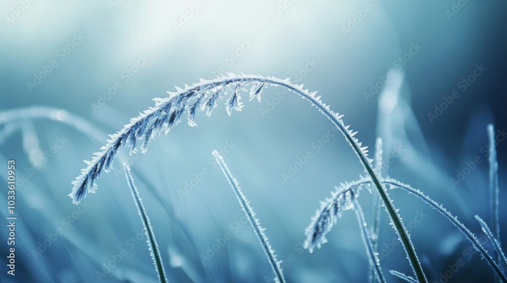 Aufkleber delicate blades of grass covered in shimmering frost bend slightly in the chilly morning air, illumi
