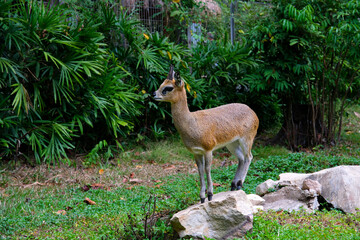 Klipspringer jumping off of a Rock. Vietnam Phu Quoc Island Safari