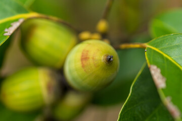 緑色のドングリ15