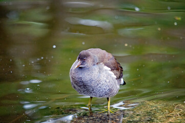 Ente auf dem Wasser