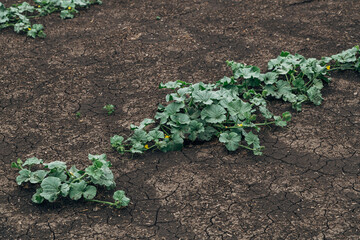 field of young watermelon shoots