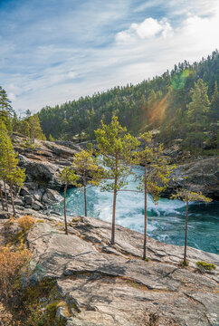 wild wiver