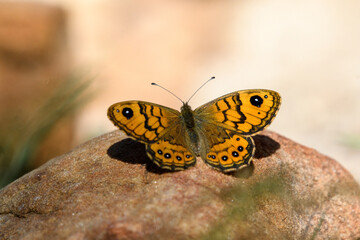 Close-up shot of Wall brown 'Lasiommata Mergera" 