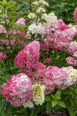 Hydrangea paniculata sort Fraise Melba hydrangea with pink flowers blooms in the garden in summer