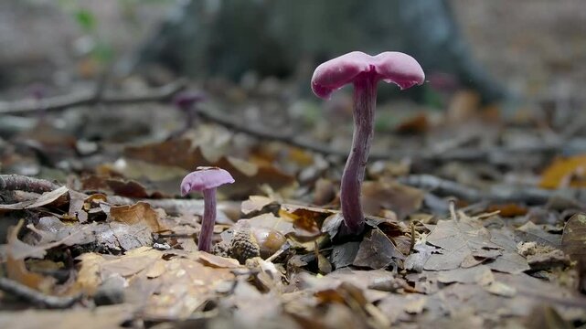 Amethyst Deceiver Mushroom in Leaf Litter