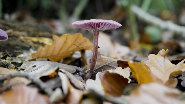 Amethyst Deceiver Mushroom in Leaf Litter