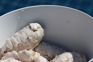 fresh cocoa beans pulp on a plate