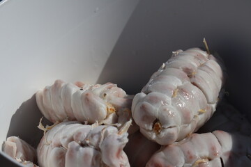 fresh cocoa beans pulp on a plate