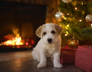 Cute puppy sitting in front of christmas tree and fireplace with gift boxes on the ground