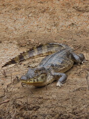 Amazonian alligator