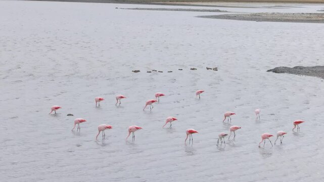 a wide shot of a chilean flamingo flock feeding at laguna de los cisnes at torres del paine national park of patagonia, chile