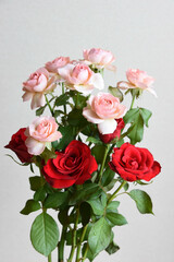 ピンクと赤のばら