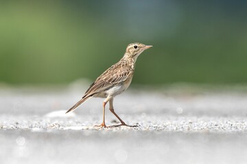 Close-up of a small bird on gravel