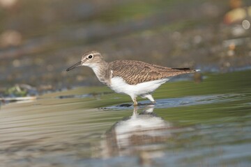 Solitary sandpiper wading in water reflection.